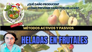 HELADAS EN HUERTOS FRUTALES Daños que provocan y cómo evitarlos [upl. by Eneryc]