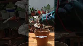 Begonia stem cutting propagationBeginner tips propagation houseplant [upl. by Eniamert]