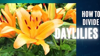 How to divide Daylilies 🌻🌻  FREE PLANTS [upl. by Atinaej]