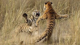 Tiger Fight Tiger vs Tiger Battles [upl. by Mellman540]