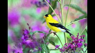 Bird Alphabet  American Goldfinches [upl. by Imeaj]