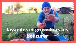 comment bouturer les groseillers les grenadierset les lavandes [upl. by Akeimahs754]