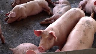 El Sector Porcino Cerrará el Año con 35 Millones de Libras de Carne de Cerdo Procesadas 🐖📊 [upl. by Drue]