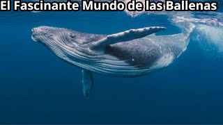 El Fascinante Mundo de las Ballenas Gigantes del Océano [upl. by Shaikh484]