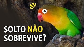 PÁSSARO SOLTO de gaiola NÃO SOBREVIVE NA NATUREZA Ornitólogo Responde 21 [upl. by Aleekahs]