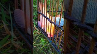 Bamboo box cage fishing Bamboo box trap fishing  best carp fishing  fish finder fishing [upl. by Ahsirkal]