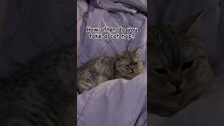 How often does this cat nap [upl. by Laurens]