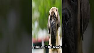 Biggest Dog in the World facts animals wildlife [upl. by Mackenzie]