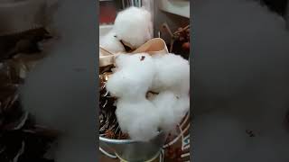 Cotton balls dried [upl. by Englebert]