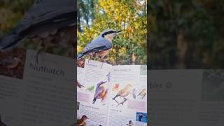 Nuthatch Nuthatch горсказидарка DK DKpublishing [upl. by Asinet]