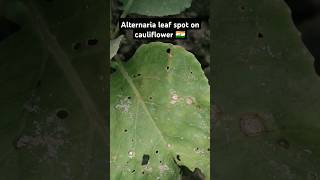 Alternaria leaf spot on cauliflower 🇮🇳 shorts [upl. by Ruthy]