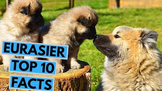 Eurasier  TOP 10 Interesting Facts [upl. by Bridie604]