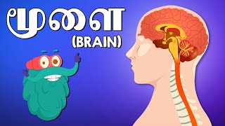 மூளை எவ்வாறு செயல்படுகிறது   How Brain Works  Dr Binocs Tamil  Best Educational Videos [upl. by Frech]