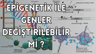 Epigenetik Nedir Doğru Bilinen Yanlışlar [upl. by Arenahs554]