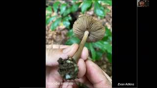 Tryptamine Fungi of North America amp New Discoveries in the Taxonomy of Psilocybin Mushrooms [upl. by Oicinoid]