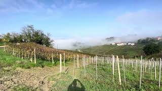 Barbaresco Piemonte [upl. by Frankhouse]