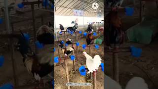 मुर्गी पालने का अनोखा तरीका  poultry farming  poultry [upl. by Klecka]