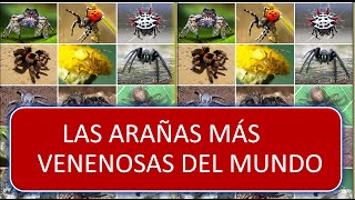 Top 10 de las arañas más venenosas del mundo [upl. by Kcirej]