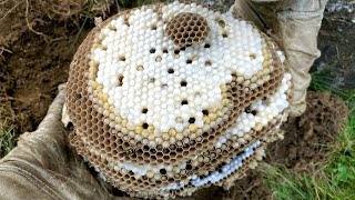 HUGE Yellow Jacket Ground Nest  How To Remove A Ground quotBeequot Nest  Wasp Nest Removal [upl. by Oina18]