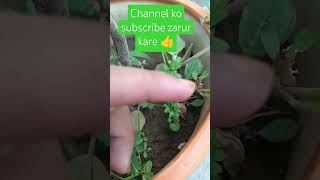 Hairy bittercress plant ☘️ gardening garden shadesofmygarden786 herbs terracegardening [upl. by Zeb]