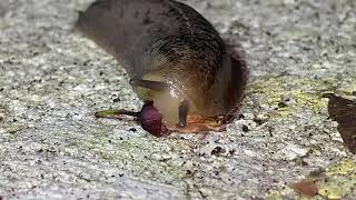 Florida Leatherleaf Slug Eating Leidyula floridana slug [upl. by Yziar973]