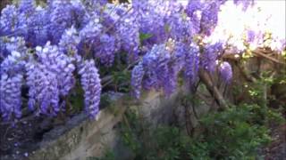 Wisteria  Glycine  Mor salkım çiçeği [upl. by Schrader]