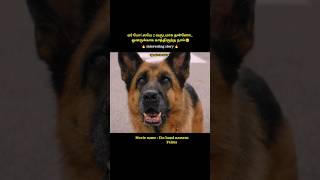 A dog who waited for his owner at an airport for two yearsshorts Palmatamil voice over [upl. by Annay]