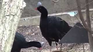 Helmeted Curassow Pauxi pauxi Prague Zoo הוקו הקסדה [upl. by Hertberg]