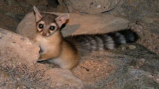 Katfretten  Ringtailed cats  Burgers Zoo Infrared Nightvision 2019 [upl. by Hanan]