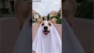 Corgi Halloween Embroidery  Custom Dog Embroidery [upl. by Nodla]