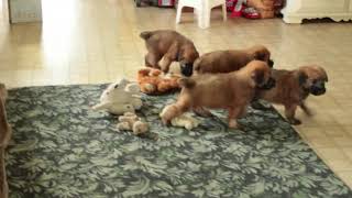 Soft Coated Wheaten Terrier Puppies For Sale David amp Rachel Fisher [upl. by Tennies]