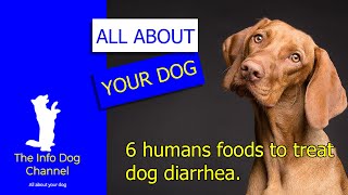 6 foods to treat dog diarrhea [upl. by Beverlie]