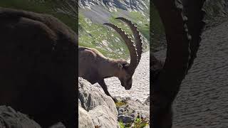 Ein Steinbock im besten Alter❤️‍🔥einfach dankbar🙏mein Kanal🍀Bergwelt Schweiz🇨🇭🫶🇨🇭💫 [upl. by Ecyned]