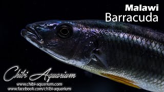 Rhamphochromis Macrophthalmus Malawi Barracuda [upl. by Zucker382]