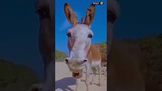 Mari jasha kartha h donkey 😆😆😆funny comedyfilms comedy [upl. by Dorwin634]