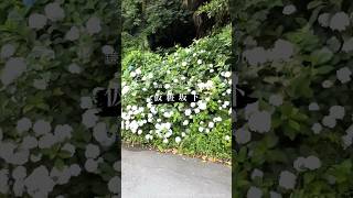 鎌倉紫陽花パトロール「仮粧坂下」 散歩 walking ウォーキング鎌倉 kamakura 가마쿠라 镰仓kamakurajapan 鎌倉観光 [upl. by Block270]