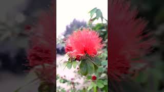 Calliandra Flowerপাউডার পাফ ফুল [upl. by Clements336]