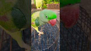 parrot price in Amazon Flipkart online parrot 100 short shorts parrot [upl. by Ylesara]