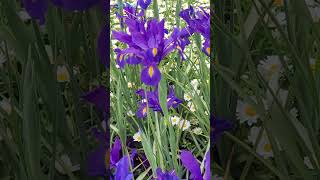 Floriade Flower Festival flowers travel australia [upl. by Annatsirhc]