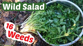 Wild Greens Turn Weeds into a Great Salad in Winter or Spring [upl. by Htebharas40]