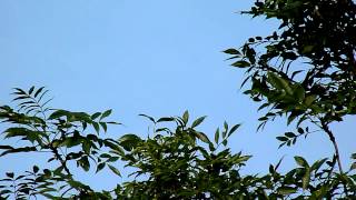 Purple Hairstreak Dog Fighting Flight [upl. by Yennor]