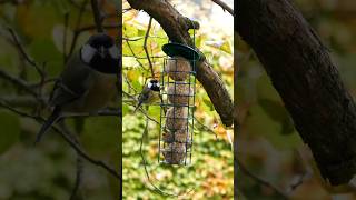 Bird feeders plays a crucial role during the cold season birdfeeder birdswatching nature [upl. by Niwdla]