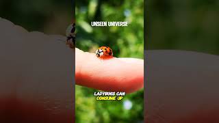 Ladybugs shorts unseenuniverse [upl. by Sel]