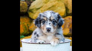 Lenny the Mini Aussiedoodle [upl. by Kazmirci]