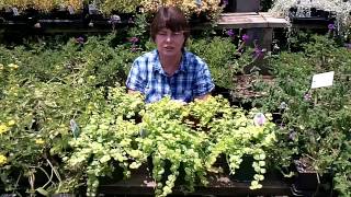 Creeping Jenny  A Beautiful Ground Cover  Lysimachia nummularia [upl. by Eatnod]