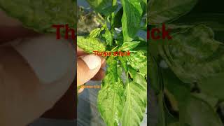 thrips attack on chilli plant symptoms capsicum farming cucumberfarming agriculture vegetable [upl. by Eissehc]