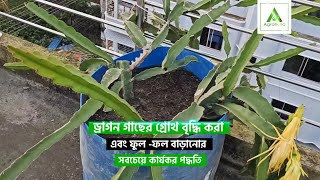 ড্রাগন গাছের গ্রোথ ফুল ও ফলের বৃদ্ধির কার্যকরী টিপস সমুহ  Agroholic BD [upl. by Drusie]