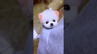 How to order a Pomeranian dog  Lily dog  Pomeranian dog  teacup dog trending shorts viral [upl. by Mori]