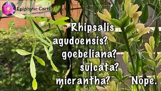 Rhipsalis species Tropiflora aff goebelianaold agudoensis [upl. by Waters]