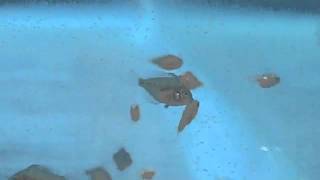 Discus Fry Feeding On Newly Hatched Brine Shrimp [upl. by Sherm280]